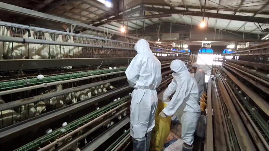 嘉義縣3處養雞場爆禽流感 緊急撲殺12.9萬隻雞