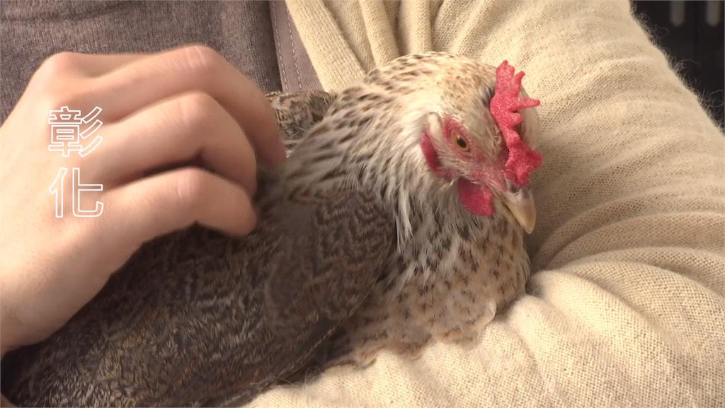 鹿港家庭養寵物雞，自己會下蛋，實現雞蛋自由。圖／台視新聞