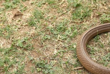 春季蛇類活躍！男子遭毒蛇咬傷 抗蛇毒血清搶救成功
