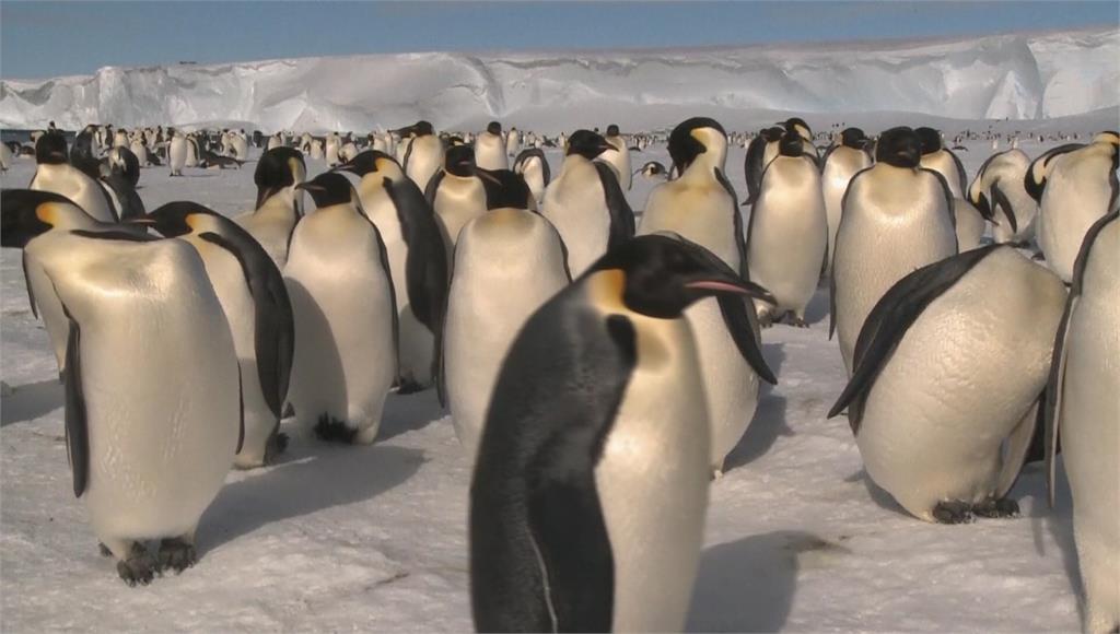 受到暖化衝擊，上萬皇帝企鵝的雛鳥恐死於海冰破裂。圖／美聯社、路透社