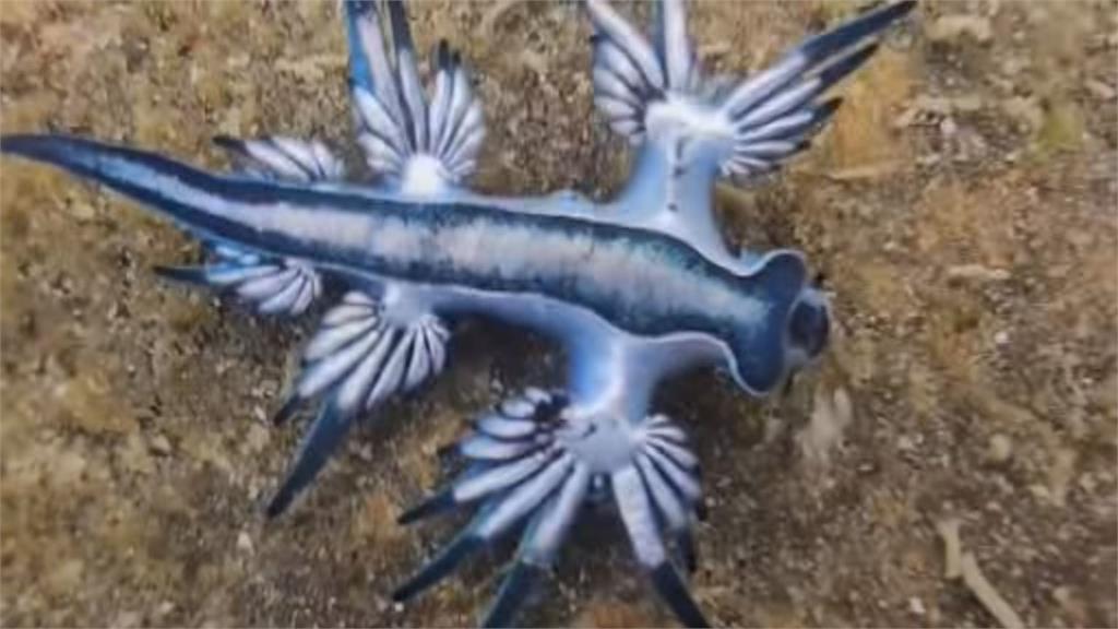 大西洋海神海蛞蝓現蹤基隆潮間帶。圖／台視新聞