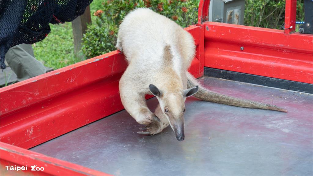 失蹤5日終於找到！北市動物園小食蟻獸「黑妞」平安返家