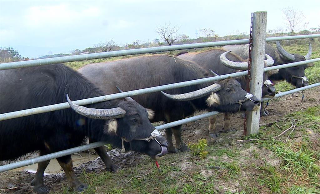 關渡自然公園不只是賞鳥聖地，園區內也養了5頭水牛。圖：台視新聞