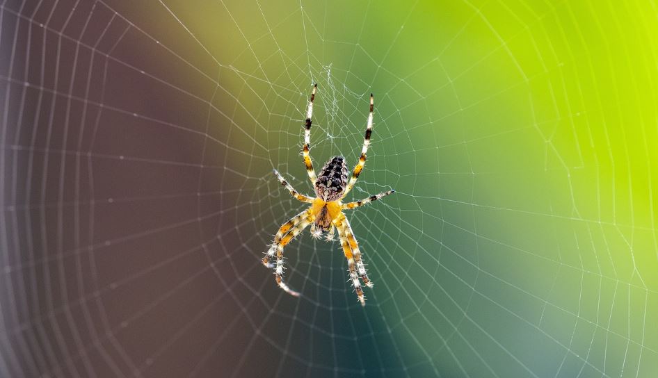鹿兒島蜘蛛大賽睽違4年開打。示意圖／翻攝自Pixabay