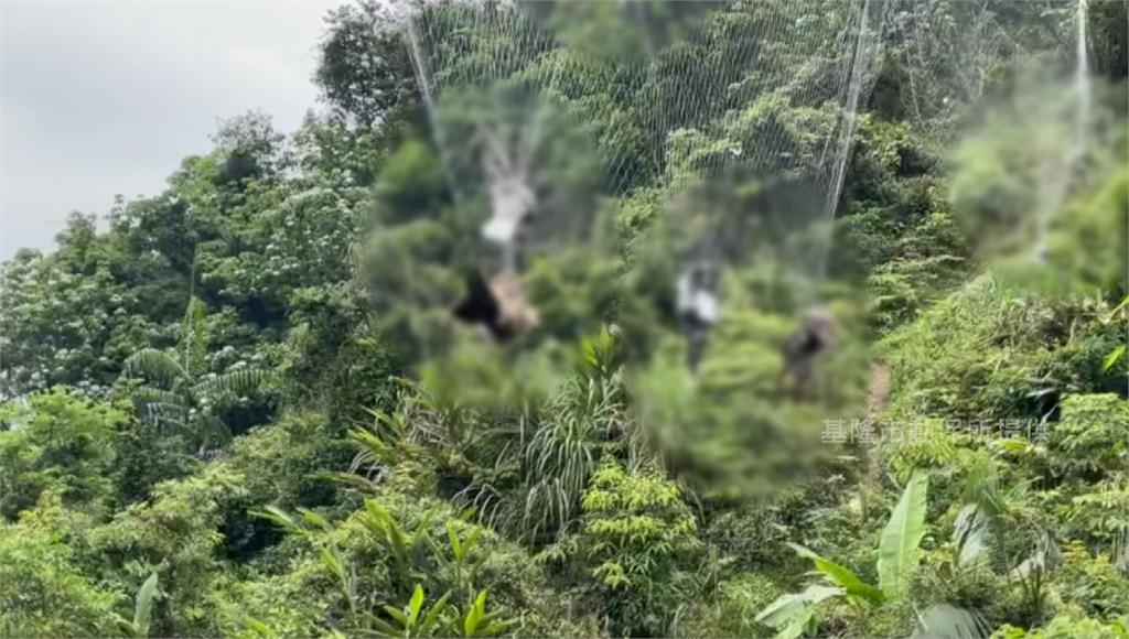 基隆非法鳥網奪命 黑鳶獲救.1遊隼10鴿掛網亡