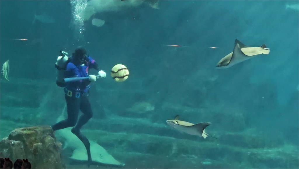 瞄準棒球熱潮 海洋公園推「WBC水下經典賽」